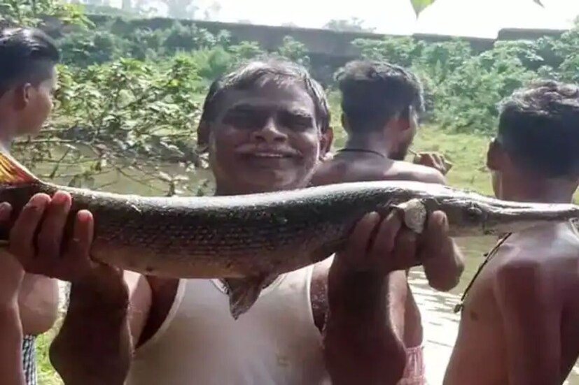 ধানবাদের গোবিন্দপুর ব্লকের অমরপুর পঞ্চায়েতের আমলতাদ গ্রামে জেলেরা প্রতিদিনের মতো মাছ ধরছিলেন। সেই সময়ে, মাছের মতো দেখতে এই অদ্ভুত প্রাণী জেলেদের জালে ধরা পড়ে।