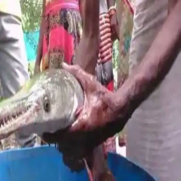 মৎস্যজীবীরা এই ঘটনাটি নিকটবর্তী গ্রামের লোকদের জানান। শীঘ্রই এই খবর পুরো এলাকায় দ্রুত ছড়িয়ে পড়তে শুরু করে। দূর -দূরান্ত থেকে মানুষ আসছে এই অদ্ভুত দর্শন প্রাণীটিকে দেখতে।