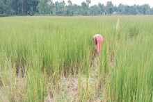 মা কাজে, হঠাৎ নিখোঁজ ১৬ দিনের মেয়ে! ধানজমি দেখিয়ে বাবা বলল...