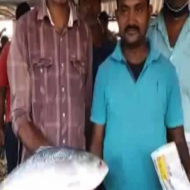 এমনিতেই বড় ইলিশের স্বাদে পাগল বাঙালি। আর সেই মাছ যদি মেলে দিঘাতেই, তাহলে তো কথাই নেই। এক-দুই নয়, এবার চার কেজি ওজনের এক ইলিশ ধরা পড়ল দিঘার সমুদ্রে।
