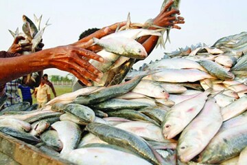 যে কারণে ইলিশে এগিয়ে বাংলাদেশ, নিয়ম ভাঙার জন্য এমন শাস্তি অভাবনীয়! যে কারণে ইলিশে এগিয়ে বাংলাদেশ, নিয়ম ভাঙার জন্য এমন শাস্তি অভাবনীয়!