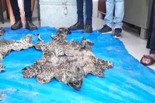 এমনই দুটি বাঘছাল পাওয়া যায় মুচিপাড়ার ডাস্টবিনে।