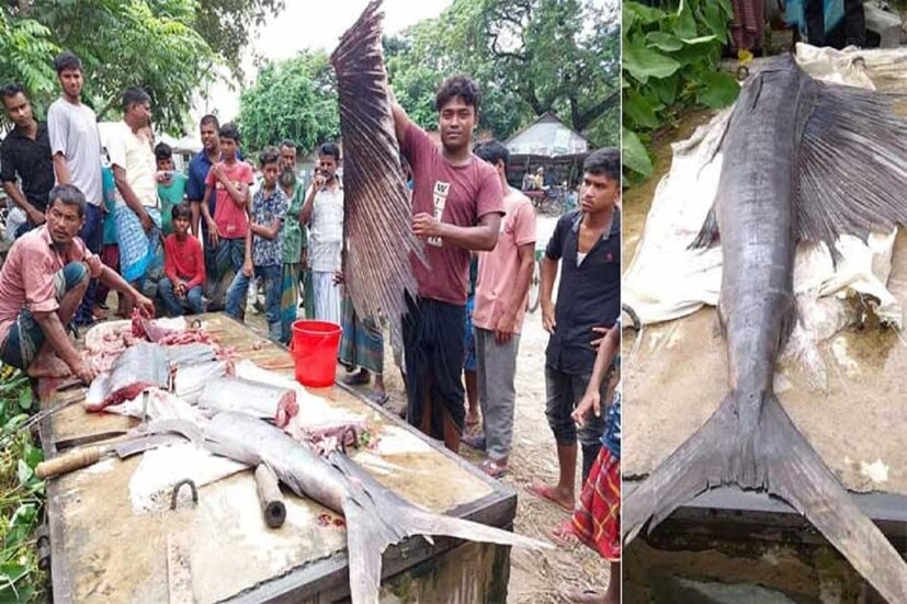 মাছটির পিঠে বিশাল আকারের পাখনা রয়েছে। স্থানীয়ভাবে কেউ কেউ একে পাখি মাছও বলে থাকেন, আবার কেউ বলেন গাং চ্যালা। মৎস্য বিশেষজ্ঞরা বলছেন, এটি একটি সামুদ্রিক মাছ। যেহেতু এর একটি বড় পাখনা রয়েছে এবং গা তেলতেলে সেহেতু এটিকে সেইল ফিশ বলে মনে করা হচ্ছে। 