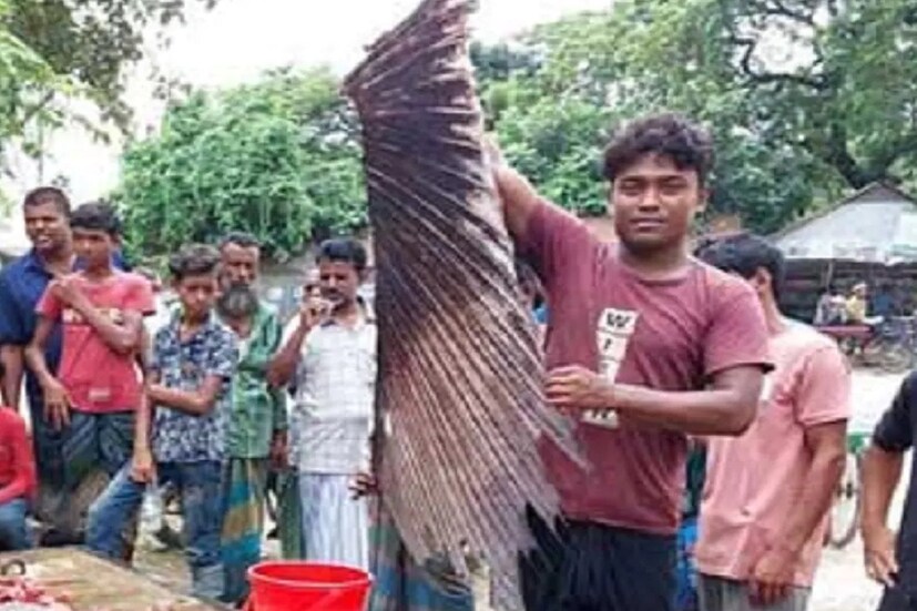 মাছটি আগে কখনও এই অঞ্চলের মানুষ দেখেননি। স্থানীয় মৎস্য বিশেষজ্ঞরা মাছটিকে ভারত-প্রশান্ত মহাসাগরীয় সেইল ফিশ বলে দাবি করেছেন। ফলে মাছটি দেখার জন্য এলাকার বিভিন্ন প্রান্ত থেকে লোকজন ছুটে আসেন। 