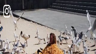 ভয়াবহ ভাইরাল ভিডিও অস্ট্রেলিয়ার সমুদ্রতটে ভয়াবহ ভাইরাল ভিডিও অস্ট্রেলিয়ার সমুদ্রতটে