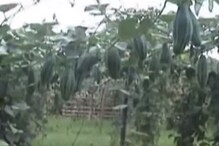 কীভাবে করবেন লাভজনক পটল চাষ, জেনে নিন উপায় কীভাবে করবেন লাভজনক পটল চাষ, জেনে নিন উপায়