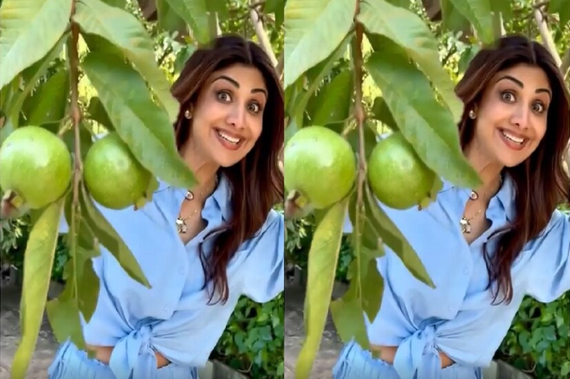 গাছ থেকে পেয়ারা পারতে পারতে তাঁকে বেশ খুশি খুশি দেখতে লাগছিল ৷ সেই ছবি শেয়ার করে তিনি ক্যাপশান লিখেছেন এই পেয়ারা দেখে কৃষকেরা কী মনে করতে পারেন? ওয়াও হ্যাপি সানডে ৷ ছবি সৌজন্যে ইনস্টাগ্রাম ৷