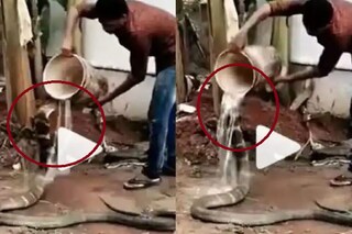 সাপের ভাইরাল ভিডিও