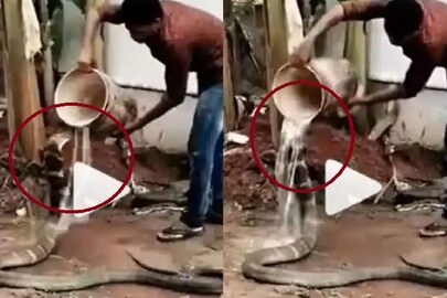 সাপের ভাইরাল ভিডিও সাপের ভাইরাল ভিডিও