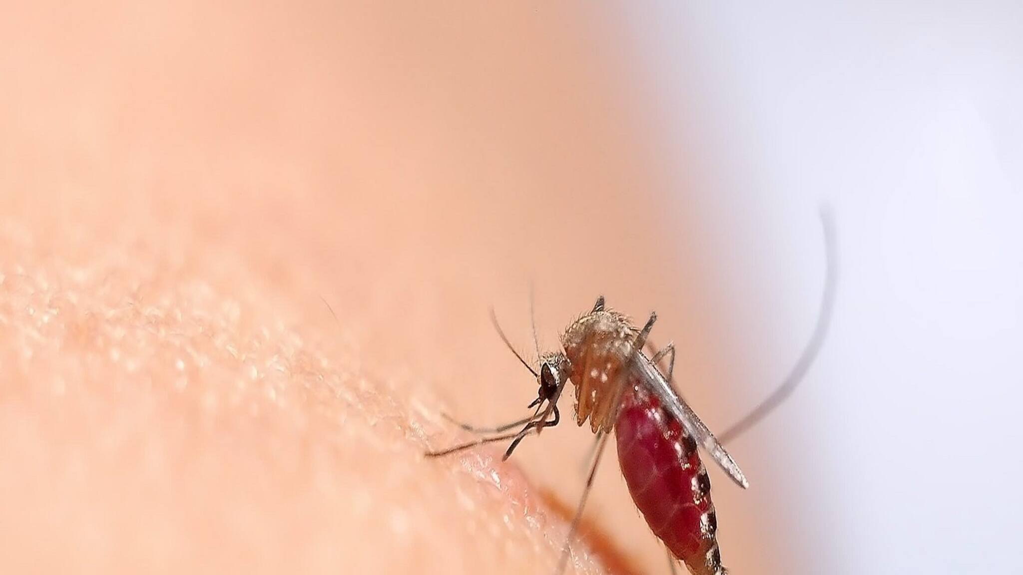 EXPLAINED | Difference between Dengue Malaria and Chikungunya: দাপট বাড়ছে মশার, ডেঙ্গু-ম্যালেরিয়া-চিকুনগুনিয়ার পার্থক্য এবং প্রতিরোধ জেনে সতর্কতা নিন!