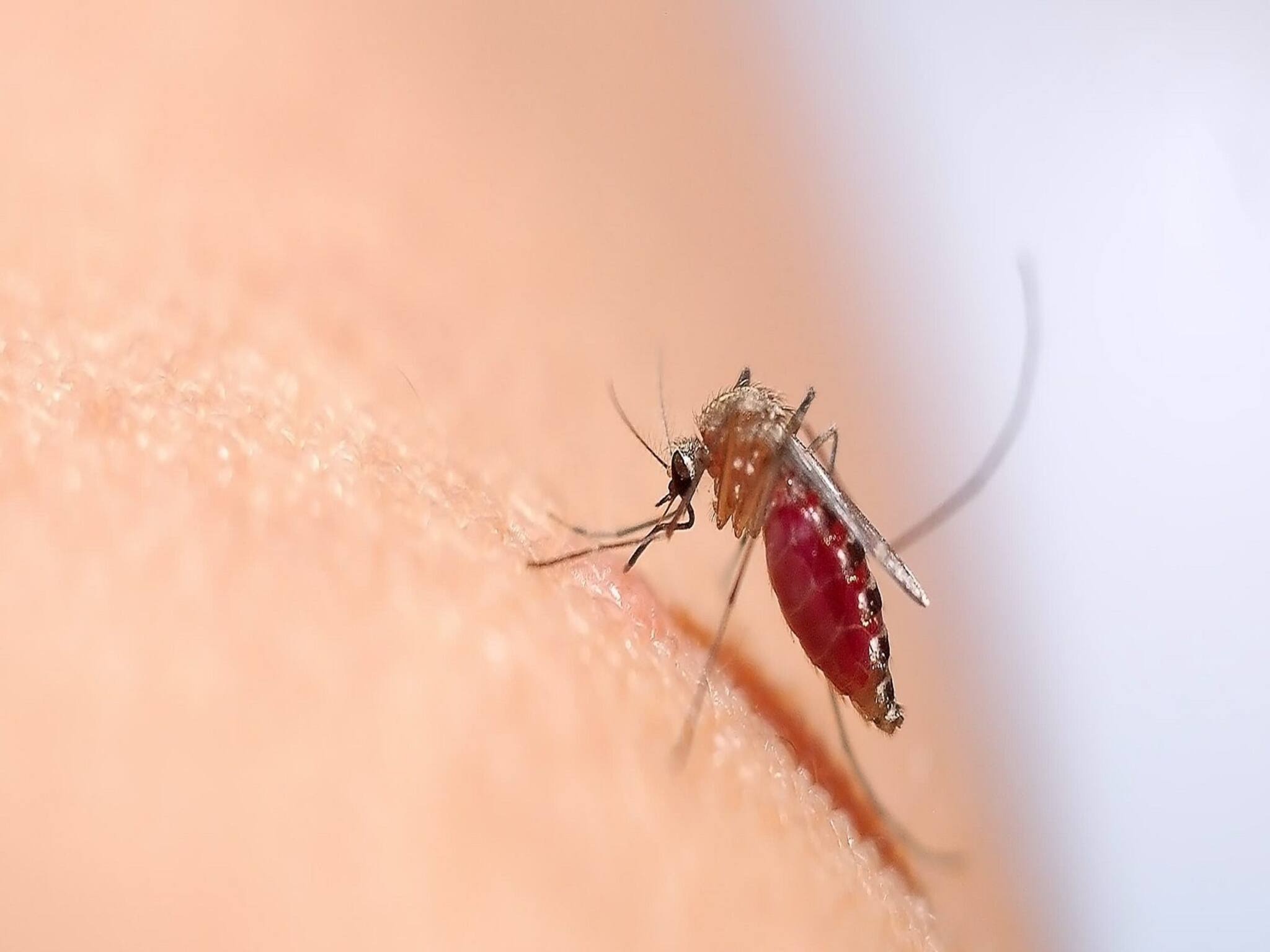EXPLAINED | Difference between Dengue Malaria and Chikungunya: দাপট বাড়ছে মশার, ডেঙ্গু-ম্যালেরিয়া-চিকুনগুনিয়ার পার্থক্য এবং প্রতিরোধ জেনে সতর্কতা নিন!