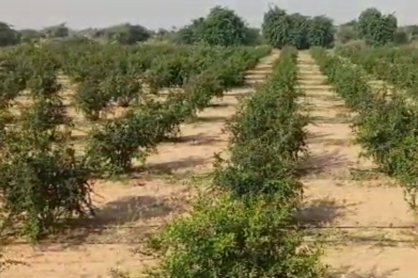 শুরু করতে পারেন সবজির চাষ। পালং শাক, আলু, পেঁয়াজ, টমেটো, ফুলকপি, বাঁধাকপি, শিম, বেগুন, এমন সব সবজির চাষ শুরু করতে পারেন যা সারা বিশ্বে জনপ্রিয় এবং যে কোনও জায়গায় চাষ করা যায়। আমাদের দেশে একটি বড় সবজির চাহিদা সারা বছর রয়েছে। সুতরাং, আপনি যদি একটি কৃষি ফসল চাষ ফার্ম শুরু করার কথা ভেবে থাকেন, তাহলে সবজি চাষ-এর কথা ভেবে দেখতে পারেন।