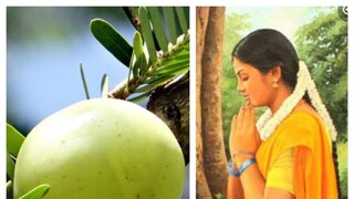 know all details about auspicious amla navami- Photo- Representative know all details about auspicious amla navami- Photo- Representative