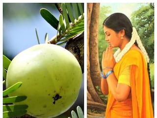 know all details about auspicious amla navami- Photo- Representative 