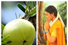 শুভ এই দিনটিকে আমলা নবমীও বলা হয়, জানুন পৌরণিক উপাখ্যান শুভ এই দিনটিকে আমলা নবমীও বলা হয়, জানুন পৌরণিক উপাখ্যান