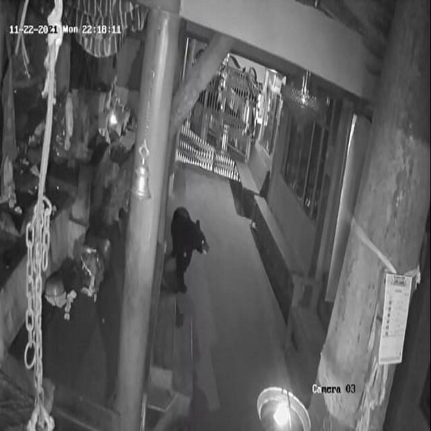 এবার তেমনই কালো ভালুকের দর্শন পাওয়া গেল টাইগার হিলে (Himalayan Black Bear in Tiger Hill)। (তথ্য ও ছবি-- পার্থপ্রতিম সরকার)