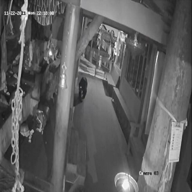 এমনিতে হামেশাই হাতি, লেপার্ডের লোকালয়ে হানা কার্যত আকছার ঘটনা উত্তরবঙ্গে। এবারে লোকালয়ে হিমালয়ান ব্ল্যাক ভালুকের সন্ধানে উত্তেজনা তৈরি হয়েছে গোটা এলাকায় (Himalayan Black Bear in Tiger Hill)। (তথ্য ও ছবি-- পার্থপ্রতিম সরকার)