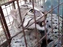 বাঘরোল দেখে আতঙ্ক ভাতারে এড়াচিয়া গ্রামে, চাঞ্চল্য গোটা এলাকায় বাঘরোল দেখে আতঙ্ক ভাতারে এড়াচিয়া গ্রামে, চাঞ্চল্য গোটা এলাকায়