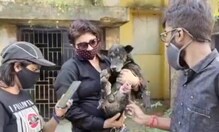 বোমের ঘায়ে আহত কুকুরটিকে চিকিৎসার জন্য কলকাতা স্থানান্তর মানেকা গান্ধির সংস্থার বোমের ঘায়ে আহত কুকুরটিকে চিকিৎসার জন্য কলকাতা স্থানান্তর মানেকা গান্ধির সংস্থার