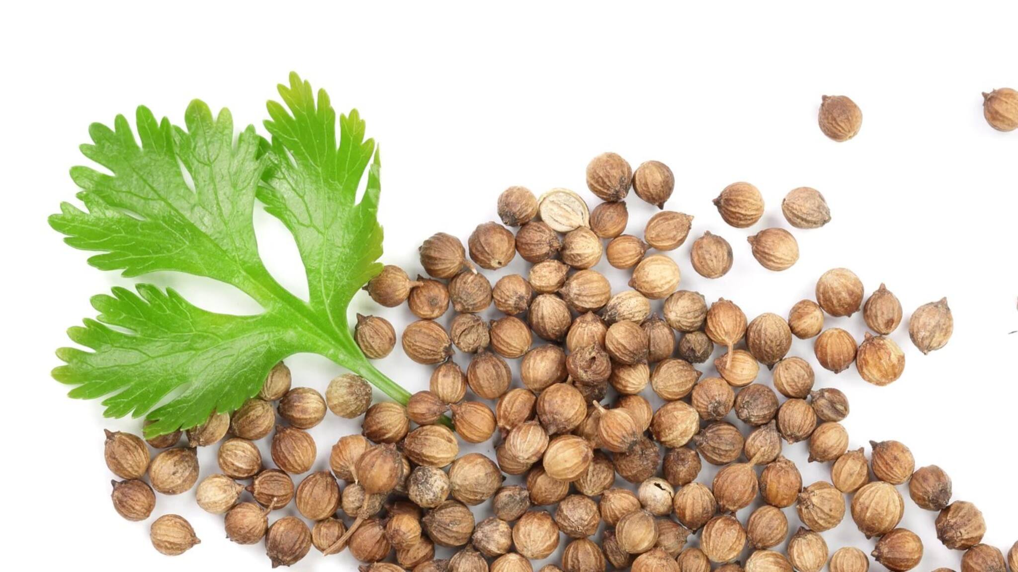 Coriander Seeds: অনেক সমস্যার সমাধান, ধনে বীজ ভেজানো জলের উপকারিতার কথা জানেন কি?
