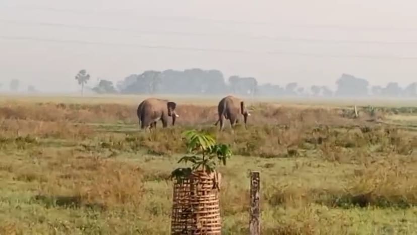 গলসি ১ নম্বর ব্লকের বিভিন্ন এলাকার ধান জমিতে দাপিয়ে বেড়াচ্ছে ৪০ টিরও বেশি হাতি। সকালে কৃষিকাজ করতে মাঠে গিয়ে হাতির দল দেখে আঁতকে ওঠেন বাসিন্দারা। খবর দেওয়া হয় পুলিশ ও বন দপ্তরে। এলাকায় পৌঁছেছেন বন দফতরের আধিকারিকরা। ভিড় সামলানোর কাজে ব্যস্ত পুলিশ।