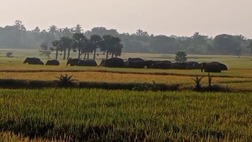 হাতিগুলি যাতে লোকালয়ে ঢুকে পড়তে না পারে তা নিশ্চিত করতে নিয়ে আসা হয়েছে হুলা পার্টি।সকালে হাতিগুলি ছিল গলসির শেষ সীমানায়। উচ্চগ্রাম হয়ে হয়ে হাতিগুলি আউশগ্রামের দিকে যাচ্ছে। বন দফতর আধিকারিকরা জানিয়েছেন, পূর্ণবয়স্ক পুরুষ মহিলা হাতির সঙ্গে ৪-৫ টি বাচ্ছা হাতিও রয়েছে।