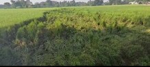 নাড়া পড়ানো বন্ধ করতে বিশেষ অভিযান পূর্ব বর্ধমানে নাড়া পড়ানো বন্ধ করতে বিশেষ অভিযান পূর্ব বর্ধমানে