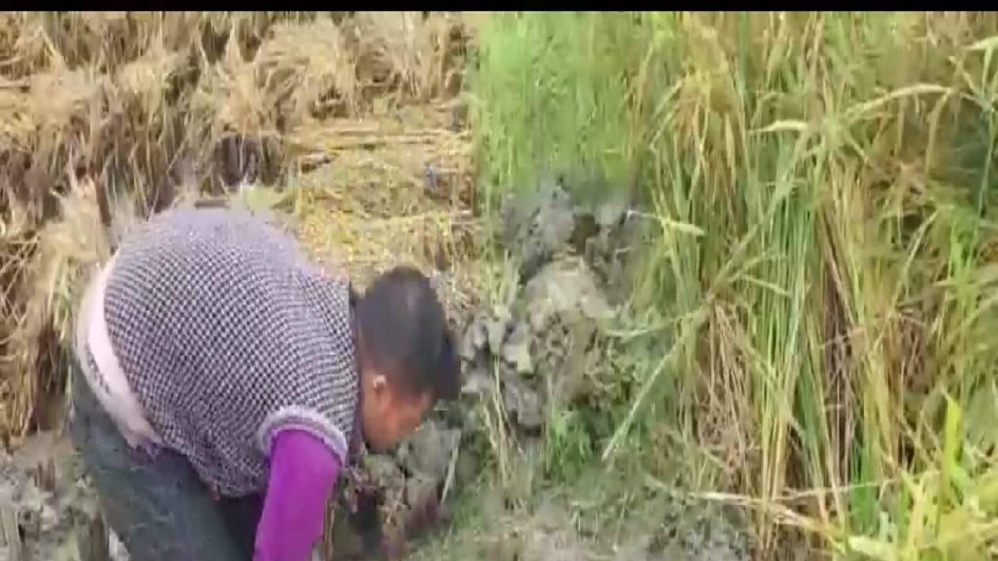 Purba Bardhaman News: হেমন্তের বর্ষণে ধান চাষের ব্যাপক ক্ষতি রাজ্যের শস্য ভাণ্ডারে