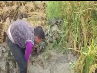 Rice cultivation is under threat as huge rainfall in Purba Bardhaman