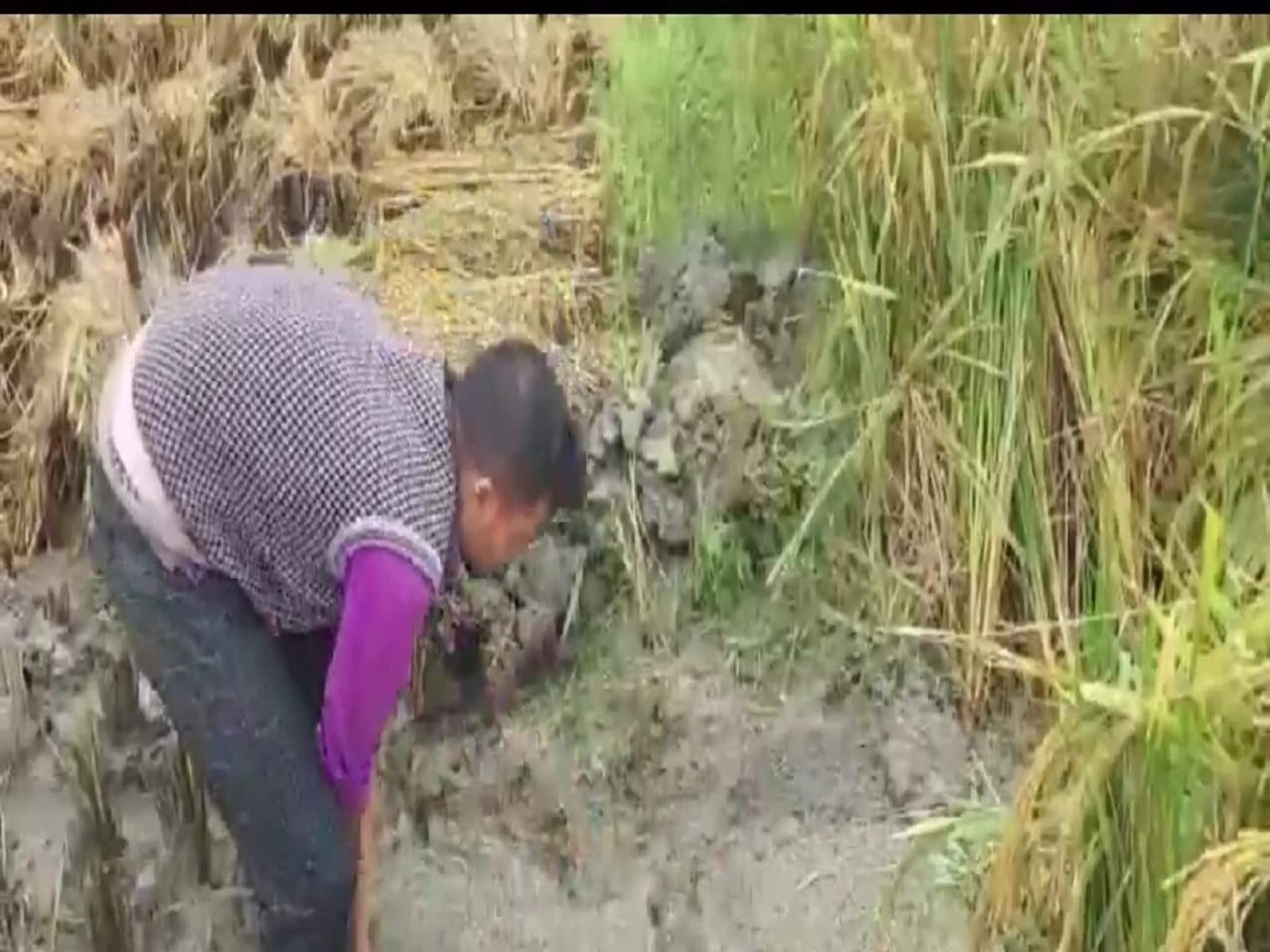 Purba Bardhaman News: হেমন্তের বর্ষণে ধান চাষের ব্যাপক ক্ষতি রাজ্যের শস্য ভাণ্ডারে