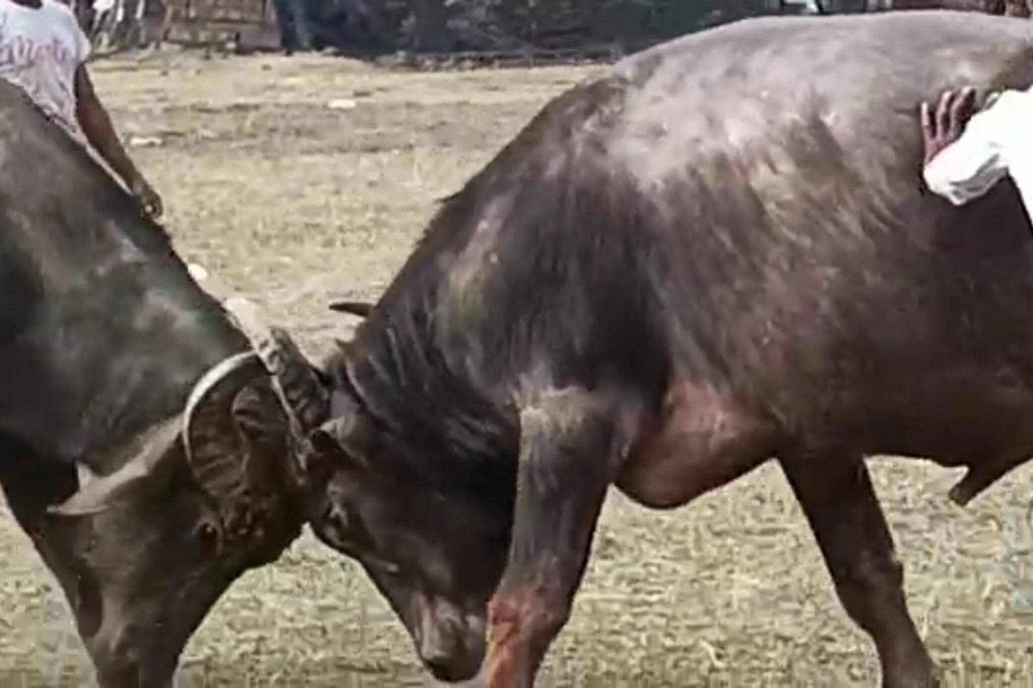 কার মোষের কত শক্তি, বীরভূমে হলো জমজমাট লড়াই