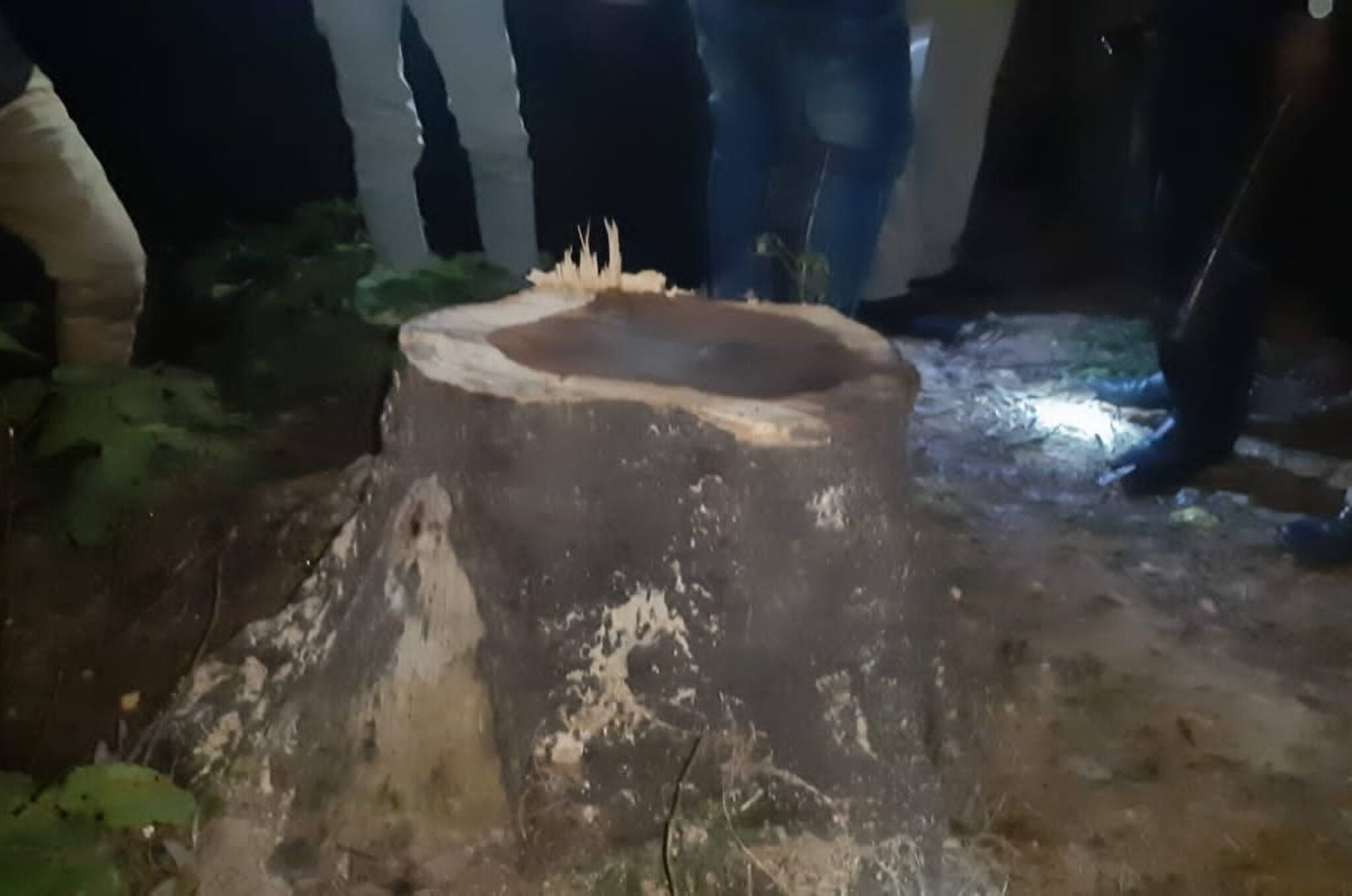 Bangla News|| কাটা হল শতাধিক বছরের পুরনো গাছ, বেআইনিভাবে জমি বিক্রির অভিযোগ