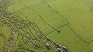 People will get comensation for Crop damaged