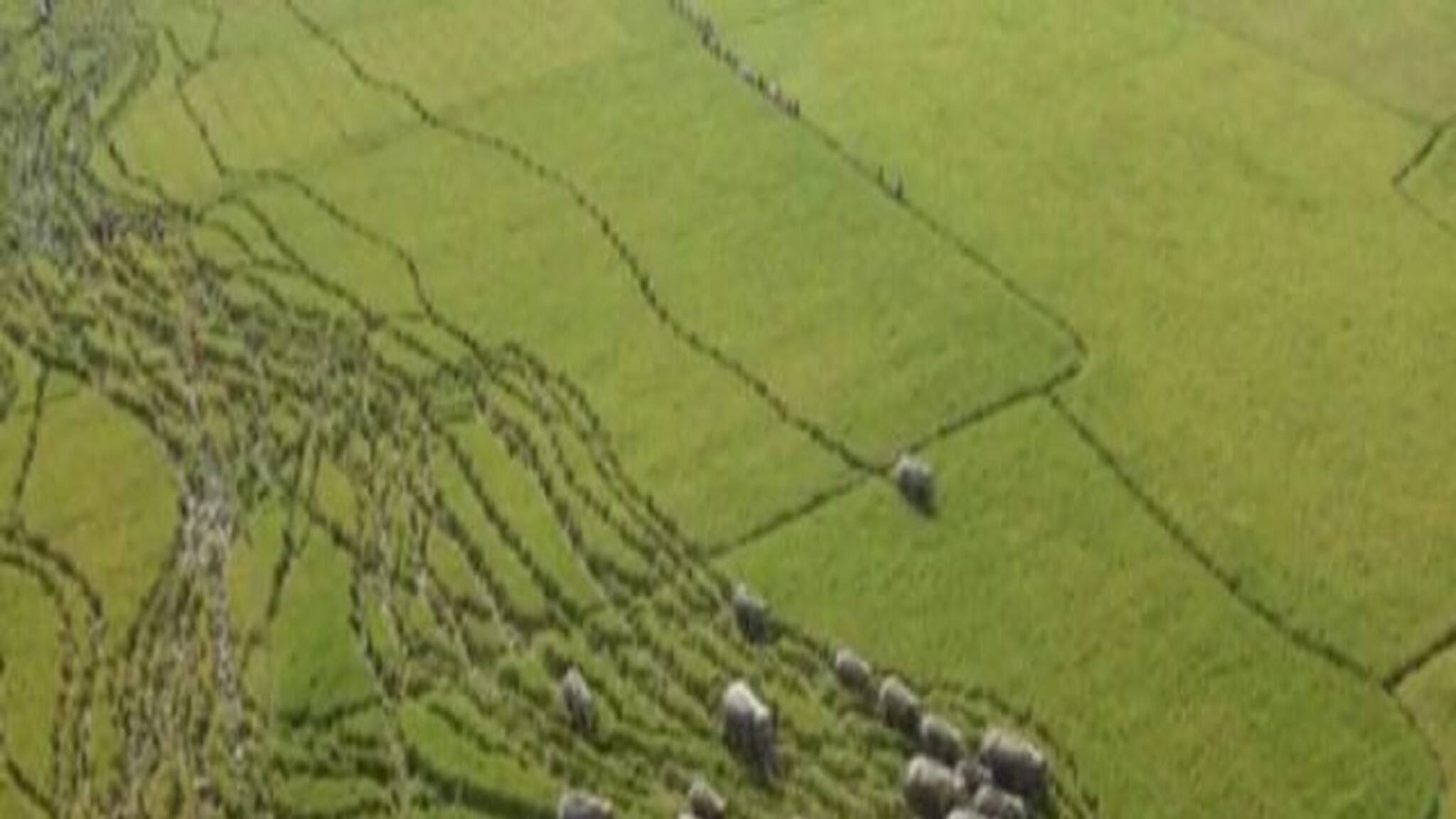 Elephant Attack: হাতির হানায় ফসলের ক্ষতিপূরণ মিলবে খুব তাড়াতাড়ি, আশ্বাস বন দফতরের