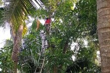 দীর্ঘ ৩৬ ঘন্টা পর ৬০ ফুট উঁচু মুগডাল থেকে উদ্ধার বিড়াল দীর্ঘ ৩৬ ঘন্টা পর ৬০ ফুট উঁচু মুগডাল থেকে উদ্ধার বিড়াল