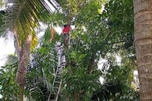 দীর্ঘ প্রচেষ্টার পর ৬০ ফুট উঁচু গাছের মগডাল থেকে উদ্ধার হল বিড়াল দীর্ঘ প্রচেষ্টার পর ৬০ ফুট উঁচু গাছের মগডাল থেকে উদ্ধার হল বিড়াল