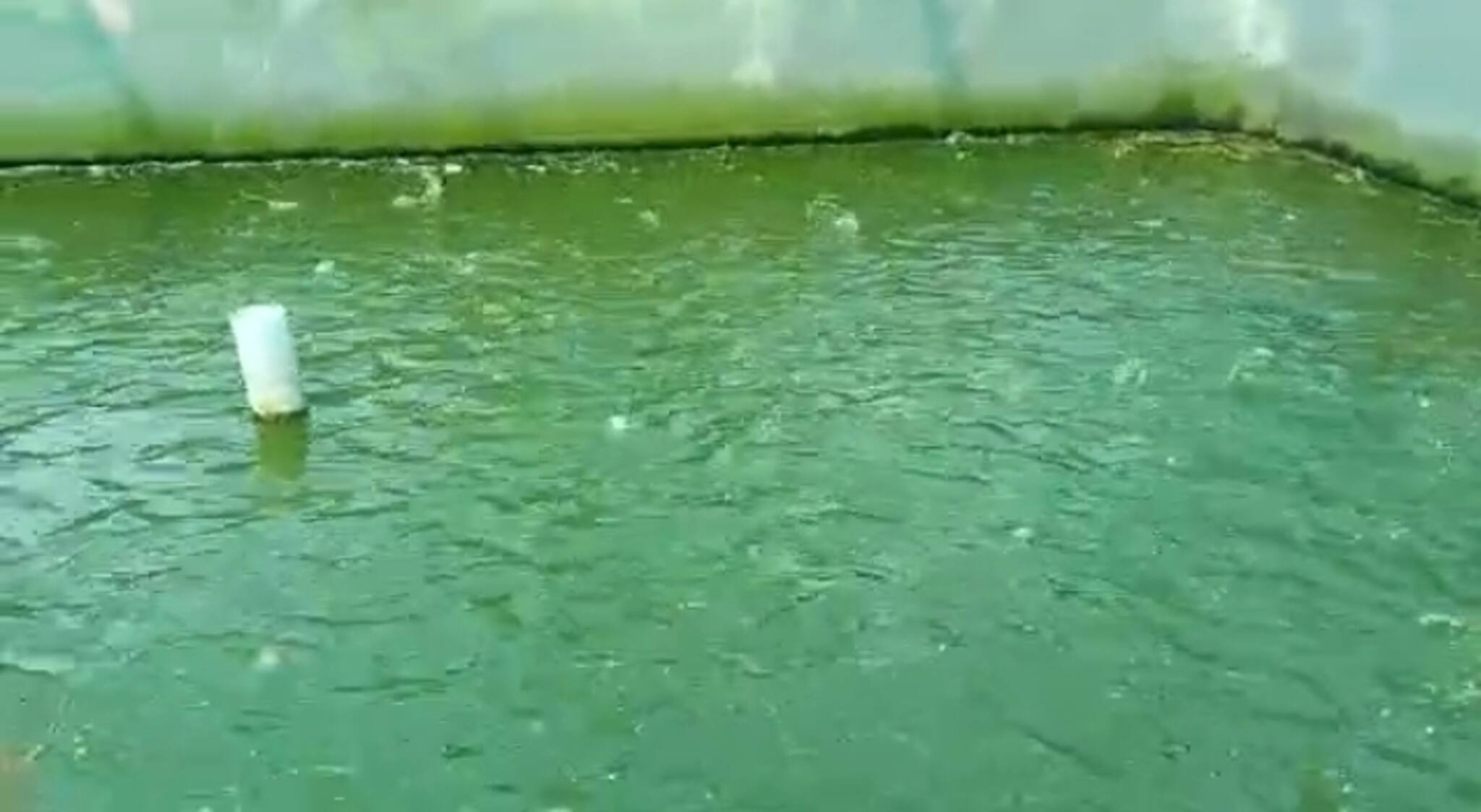 Paschim Bardhaman: বটম ক্লিন পদ্ধতিতে হচ্ছে মাছ চাষ