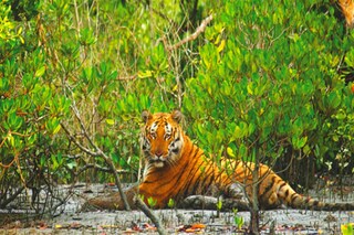 সুন্দরবনের রয়েল বেঙ্গল টাইগার