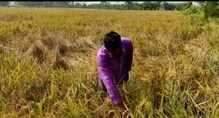 শোষক পোকার উৎপাতে পূর্ব বর্ধমানে নাজেহাল চাষীরা শোষক পোকার উৎপাতে পূর্ব বর্ধমানে নাজেহাল চাষীরা