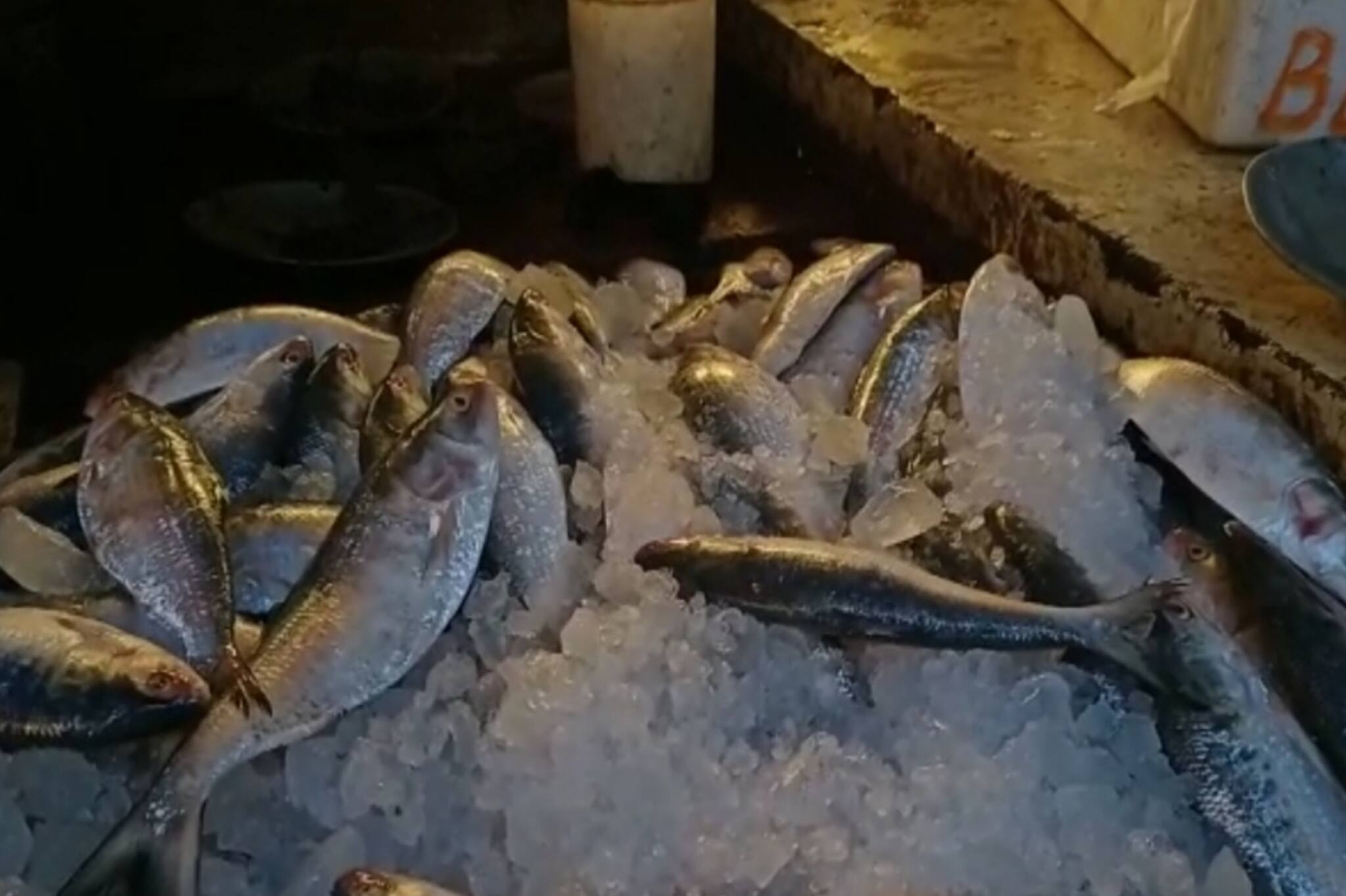 South 24 Pargana: শীতে মৎস্যজীবীদের জালে ব্যাপক পরিমাণে ইলিশ