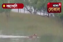 সুন্দরবনের দোঁবাকিতে দেখা মিললো রয়েল বেঙ্গল টাইগারের ! দেখুন ভিডিও সুন্দরবনের দোঁবাকিতে দেখা মিললো রয়েল বেঙ্গল টাইগারের ! দেখুন ভিডিও