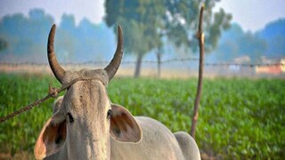 বিহারের এই কলেজে টাকার পরিবর্তে গরু দিলেও চলত।