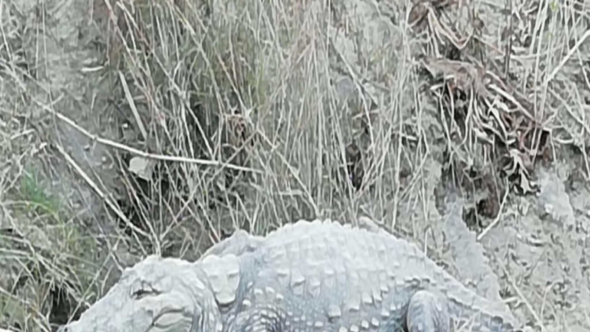 Bengali News: গঙ্গা থেকে উঠে এল রাক্ষুসে কুমীর, অবর্ণনীয় অভিজ্ঞতা এই ঘাটে