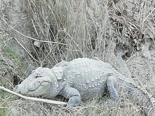 এই কুমীরটিকে নিয়েই শোরগোল।