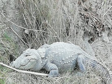 এই কুমীরটিকে নিয়েই শোরগোল।
