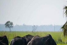 হাজার হাজার বিঘার পাকা ধানে মই দিচ্ছে হাতি, মাথায় হাত আউশগ্রামের হাজার হাজার বিঘার পাকা ধানে মই দিচ্ছে হাতি, মাথায় হাত আউশগ্রামের