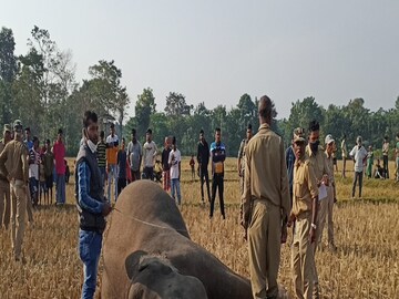 ফের হাতির মৃত্যু উত্তরবঙ্গে।