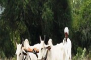 এবার বিনা গ্যারেন্টিতে ১.৬০ লক্ষ টাকার লোন নিতে পারবেন কৃষকরা