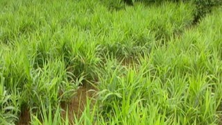 শরীরে সোডিয়ামের ভারসাম্য ঠিক রাখতে আদা চায়ের বিকল্প নেই। এই ভেষজ চা নিয়মিত পান করলে হজমশক্তি বাড়ে। শরীরের ফোলাভাব কমায়।