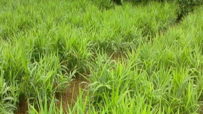 শরীরে সোডিয়ামের ভারসাম্য ঠিক রাখতে আদা চায়ের বিকল্প নেই। এই ভেষজ চা নিয়মিত পান করলে হজমশক্তি বাড়ে। শরীরের ফোলাভাব কমায়। শরীরে সোডিয়ামের ভারসাম্য ঠিক রাখতে আদা চায়ের বিকল্প নেই। এই ভেষজ চা নিয়মিত পান করলে হজমশক্তি বাড়ে। শরীরের ফোলাভাব কমায়।